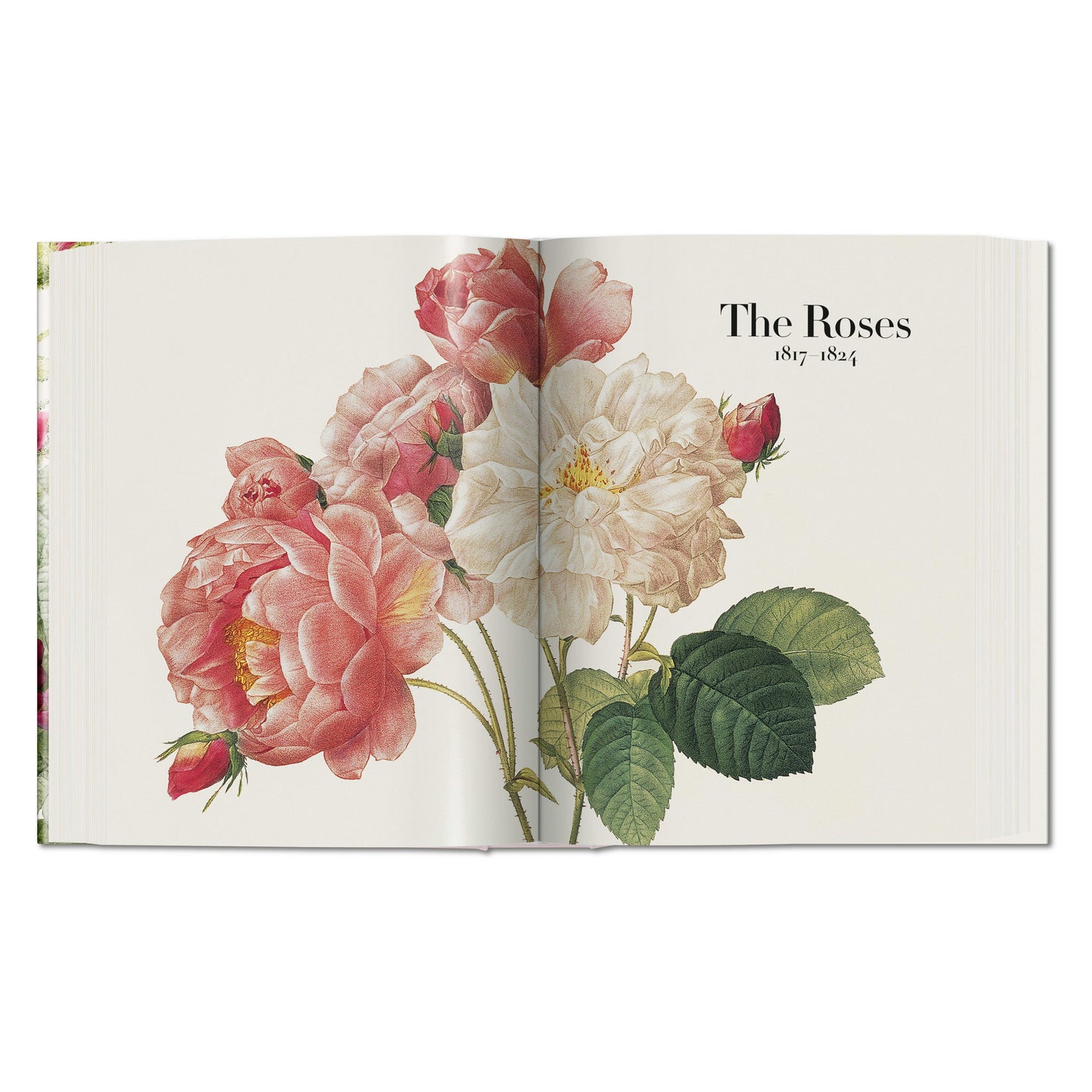 Redouté. El libro de las flores (Spanish, English, Italian)