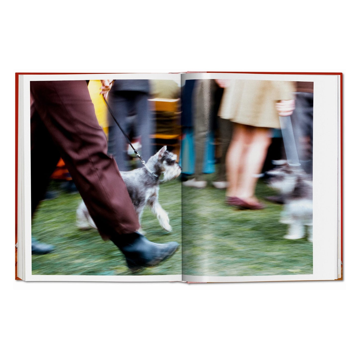 Walter Chandoha. Dogs. Photographs 1941–1991 (German, French, English)