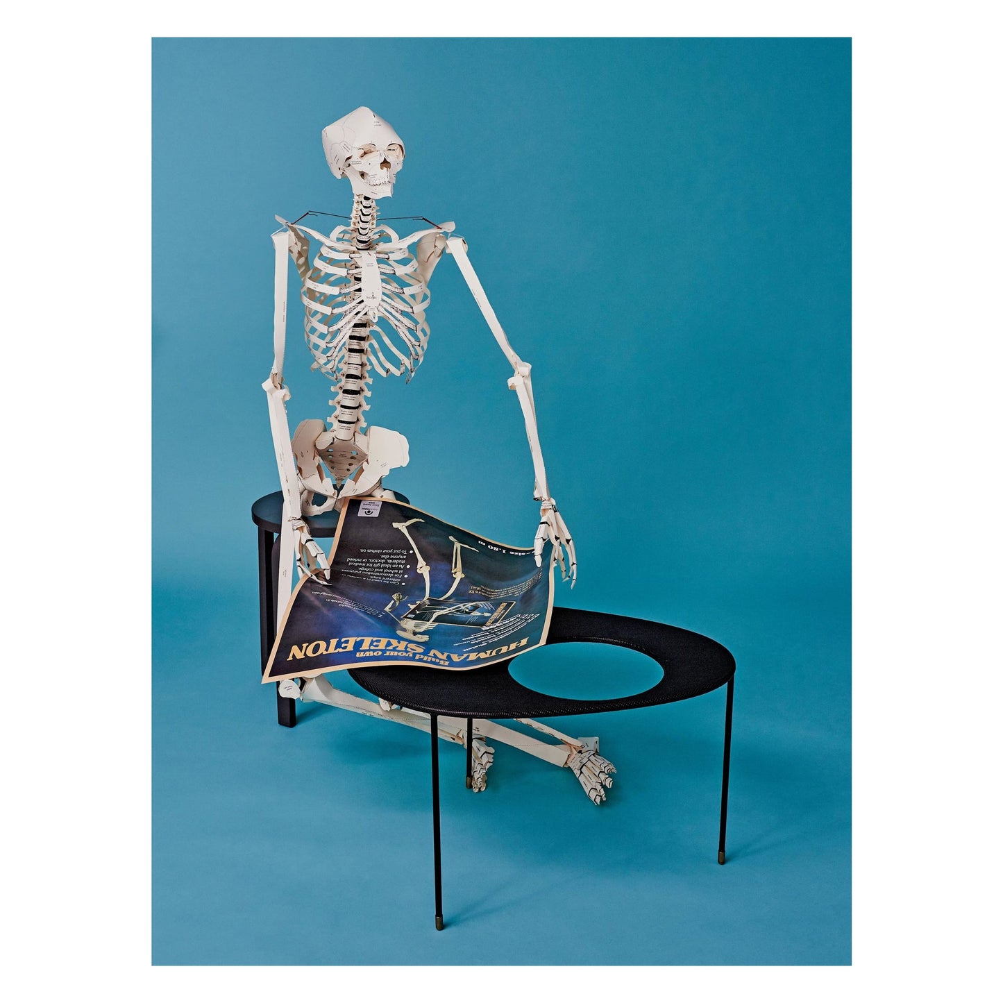Build Your Own Human Skeleton (German, Spanish, French, English, Italian)