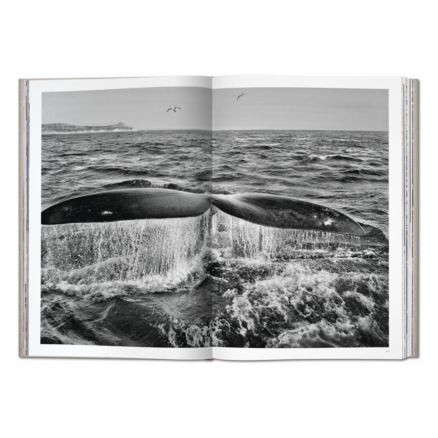 Sebastião Salgado. Genesis (English) (SA)
