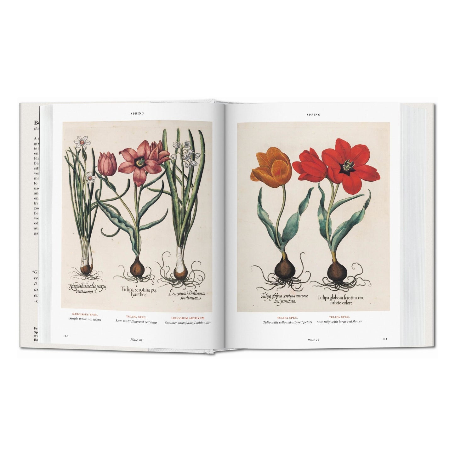 Basilius Besler. Der Garten von Eichstätt. Hortus Eystettensis (German)