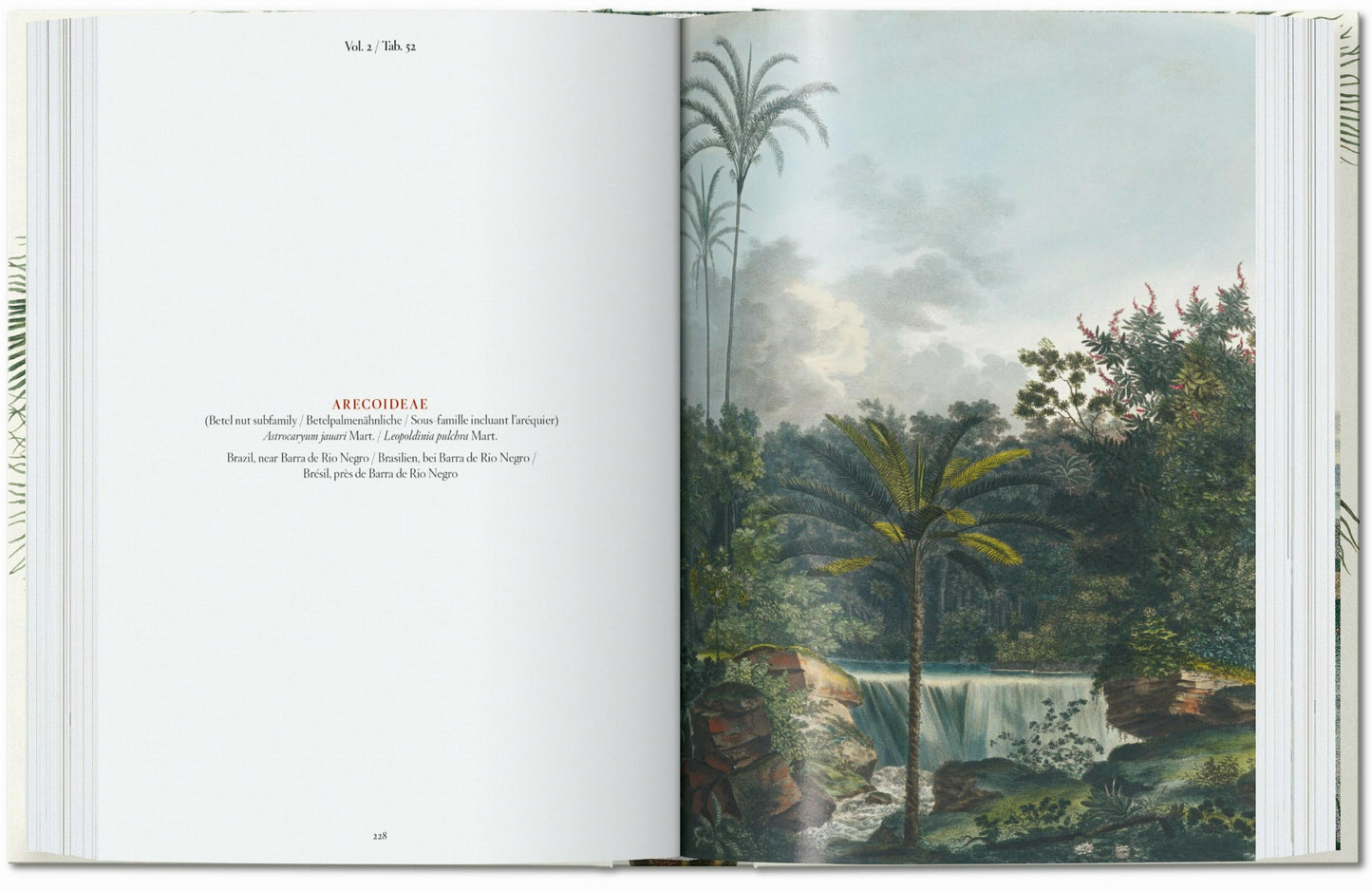 Martius. The Book of Palms. 45th Ed. (German, French, English)