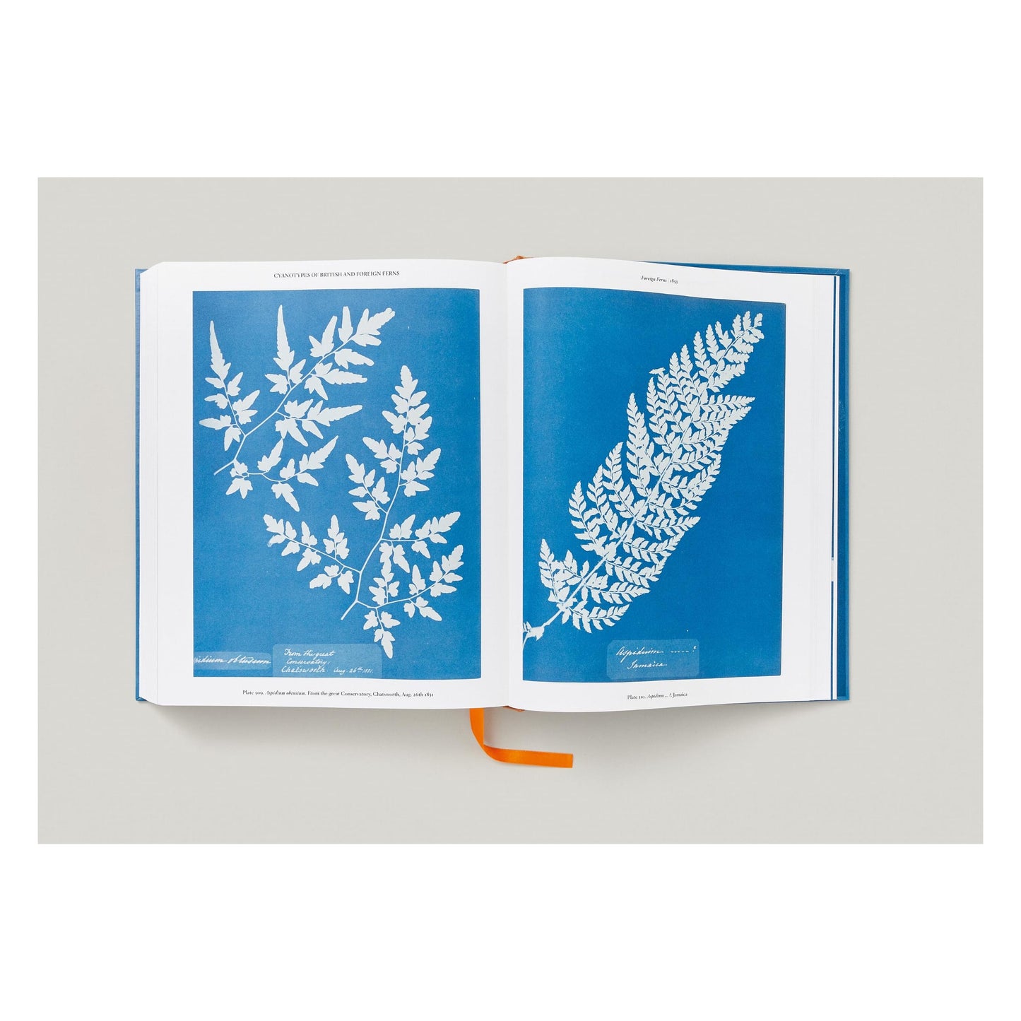 Anna Atkins. Cyanotypes (German, French, English) (FFE)