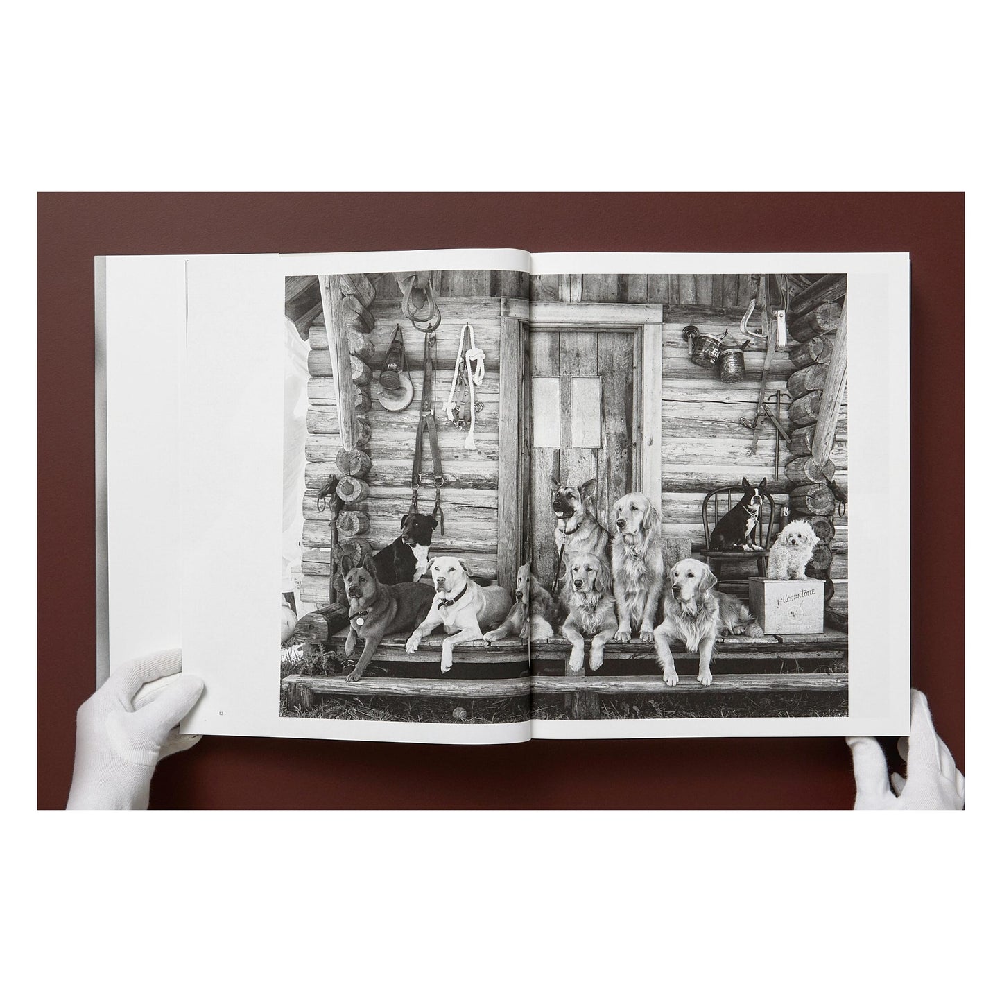 Bruce Weber. The Golden Retriever Photographic Society. Art Edition No. 101–200 ‘Hud, New York City, 2011’ (German, French, English)