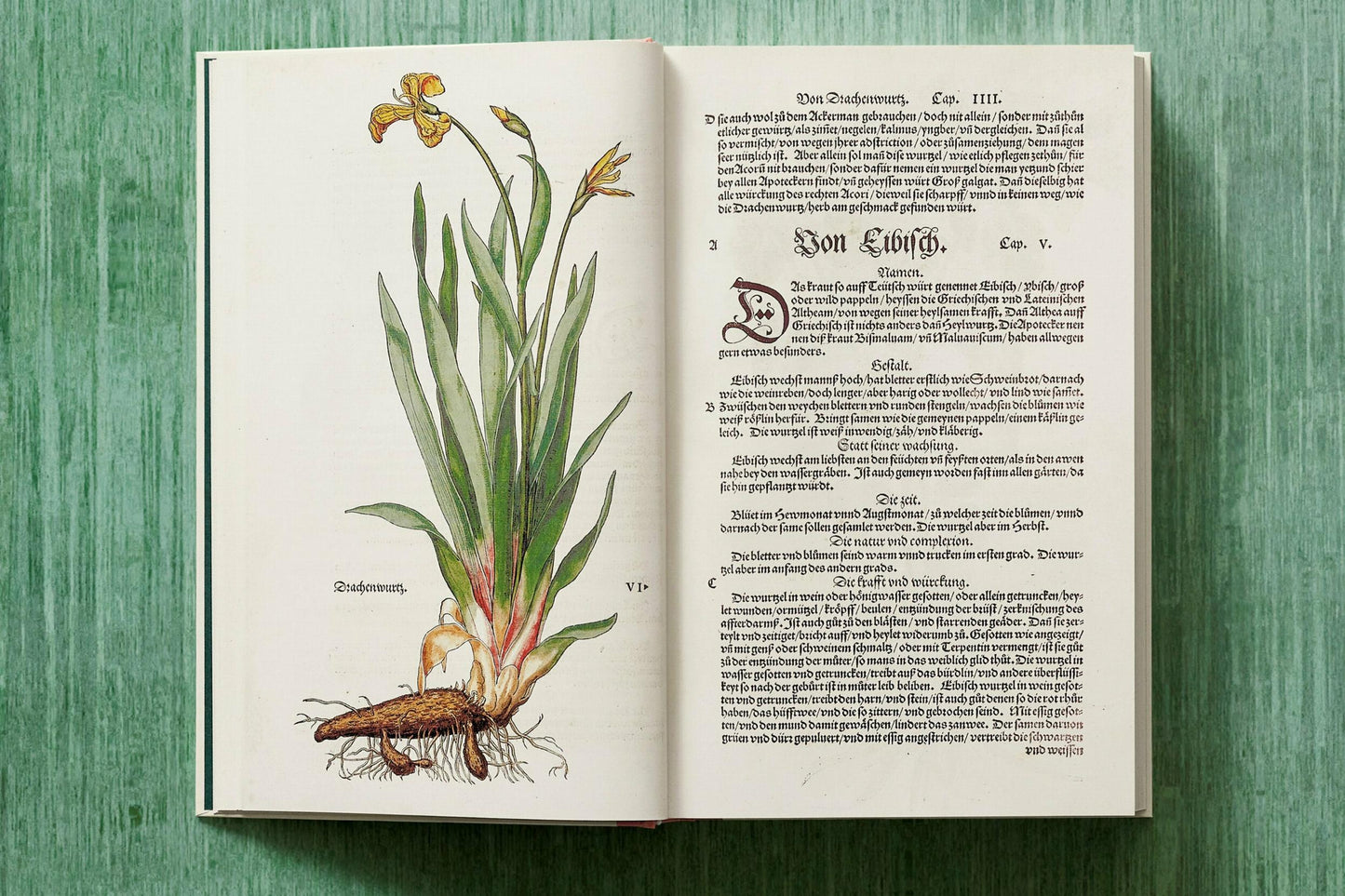 Leonhart Fuchs. Das New Kreüterbuch (German)