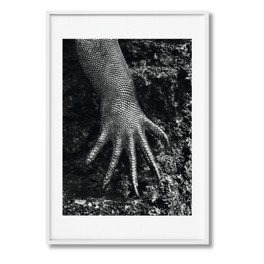 Sebastião Salgado. GENESIS, Art Edition No. 301–400 ‘Marine Iguana, Galápagos, Ecuador’ (English) (AP)
